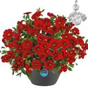 Bild von HP27 o.kl. Calibrachoa Bright Red